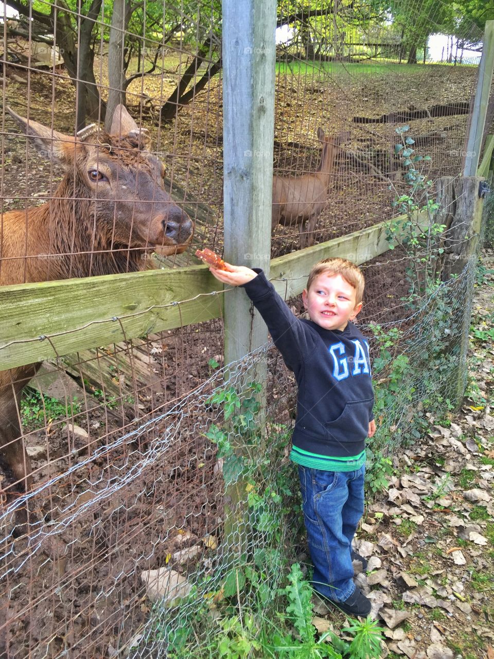 A little boy feeding animal in the zoo