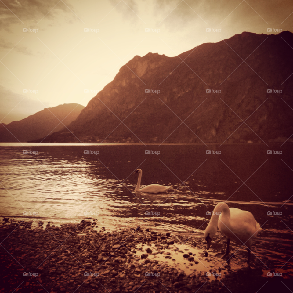 sunset lake evening swans by Nietje70