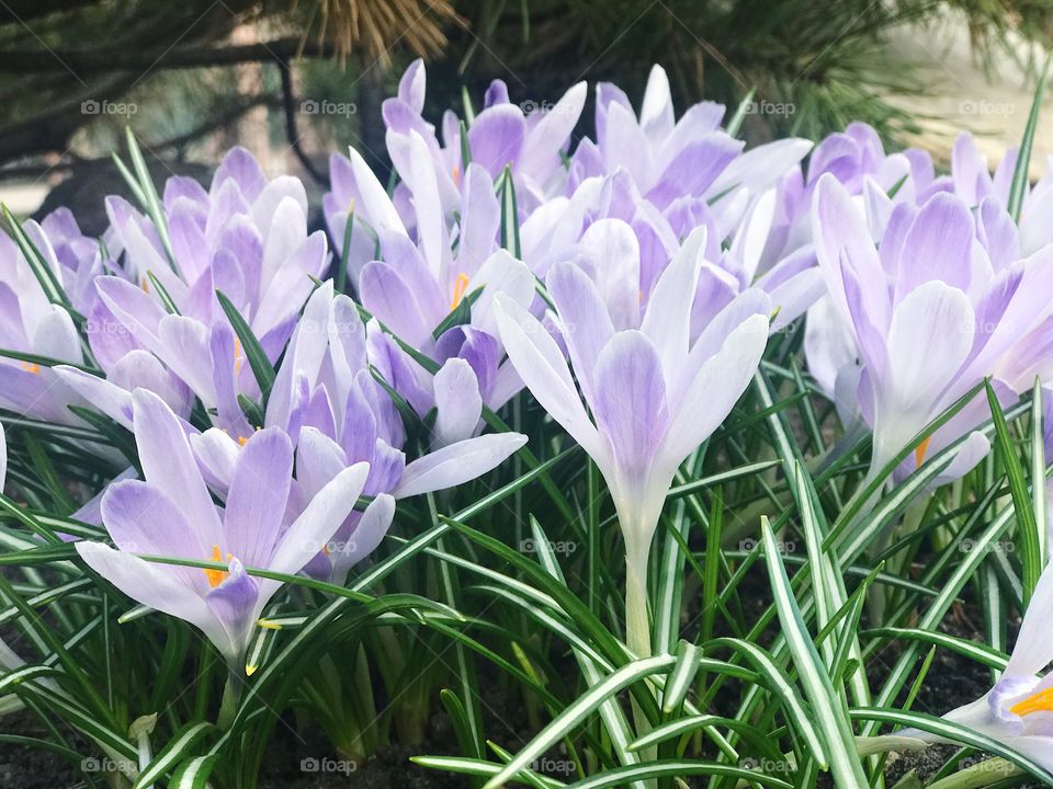 Spring garden crocuses purple flower 