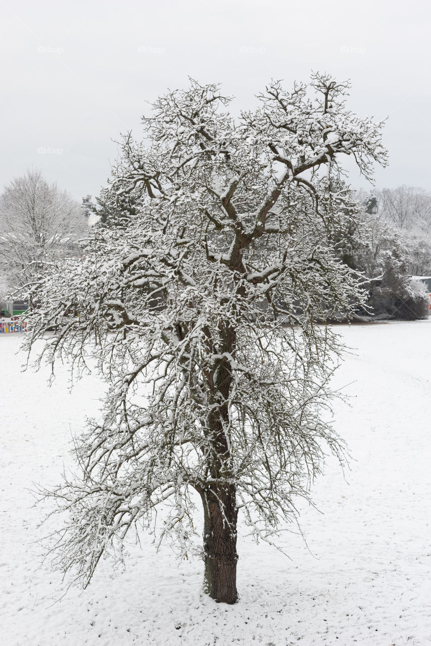 tree with snow in winter