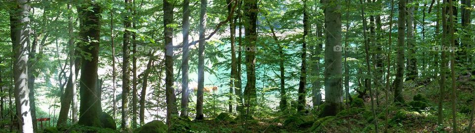 forest in Montenegro