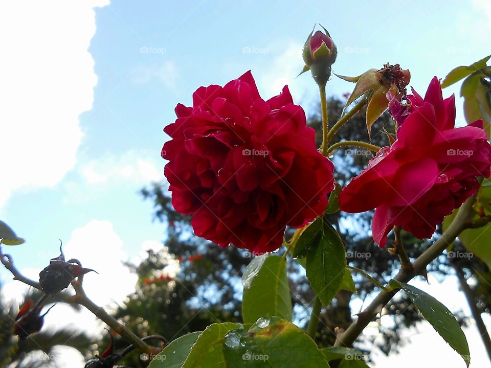 Rose Under The Sky