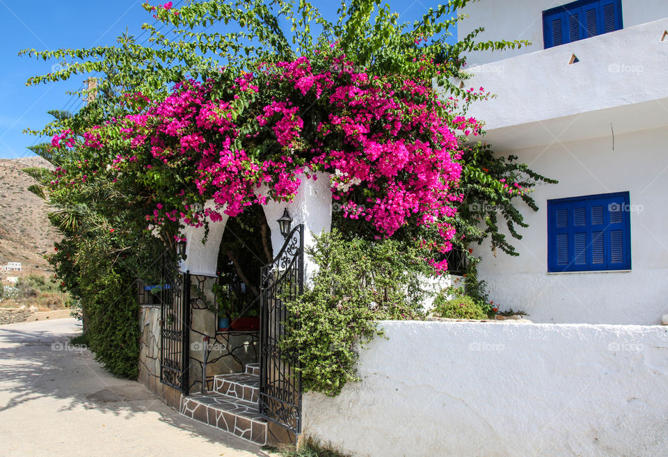 Bougainvillea flowers. 