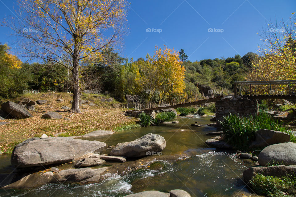 bridge in the river