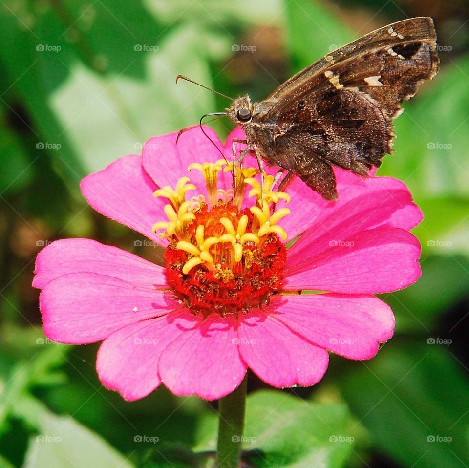a lovely brown moth on the rose and yellow flower