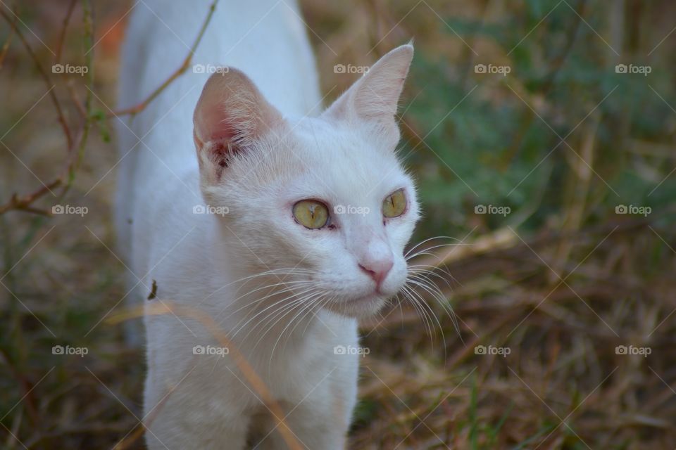 THE CUTE WHITE CAT
