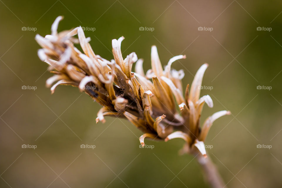 Dried Weed 