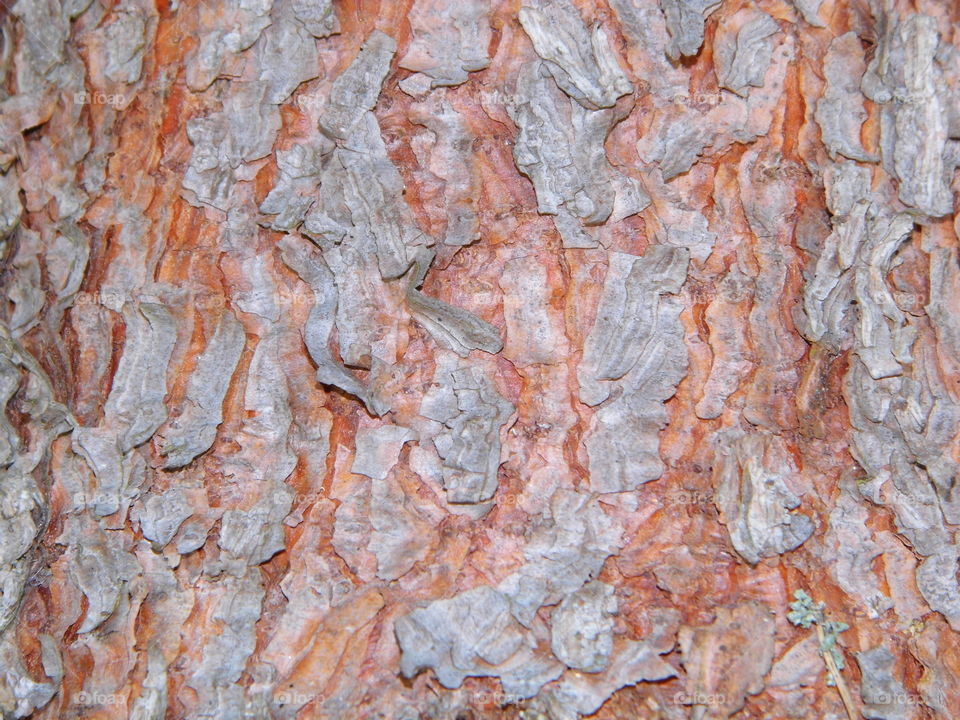 pattern and background and texture woof