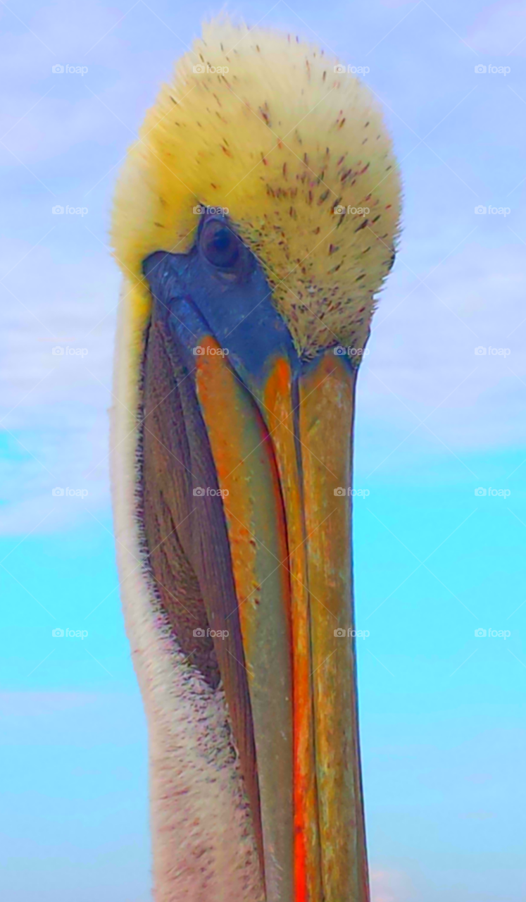"Pelican Close Up"