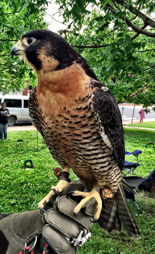Falcon
