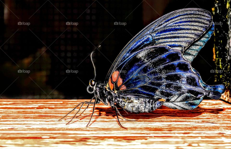 black and blue butterfly on a wood background low key macro close up picture