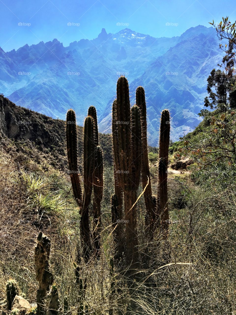 Cactus, Landscape, Nature, Desert, Mountain