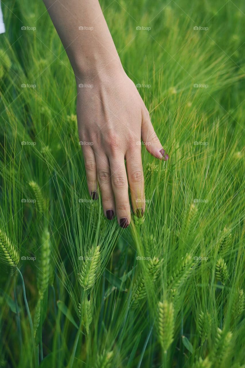 Female hand in the wheat