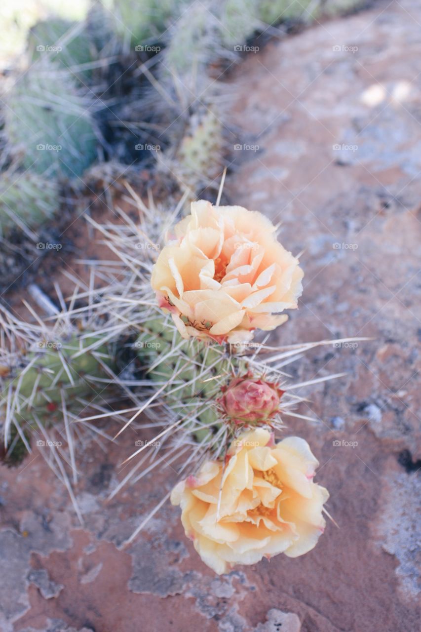 Desert cactus 