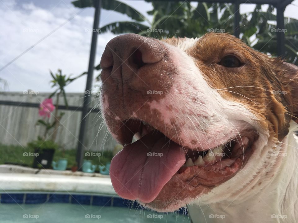 Dog playing with an orange ball at the pool