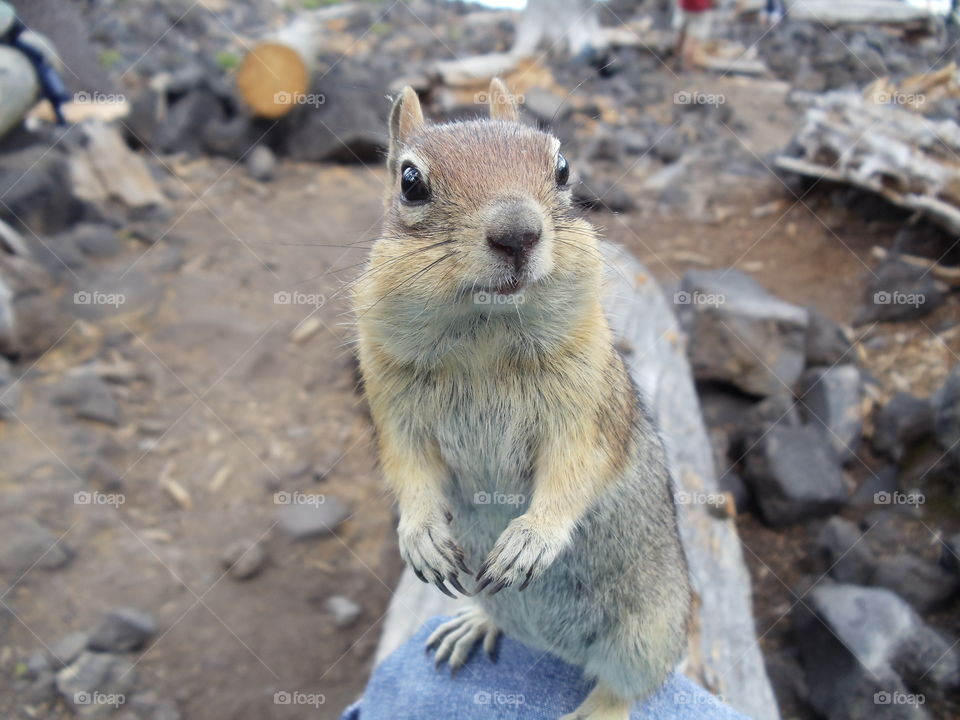Chipmunk Posing for a Snack