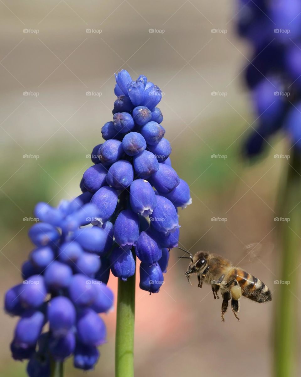 Wildbee searching for nectar on blue grape hyacinth