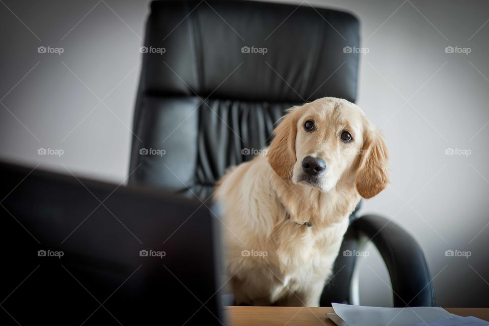 Dog golden retrievers working in office