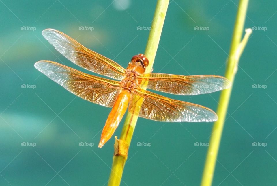 Dragonfly on twig