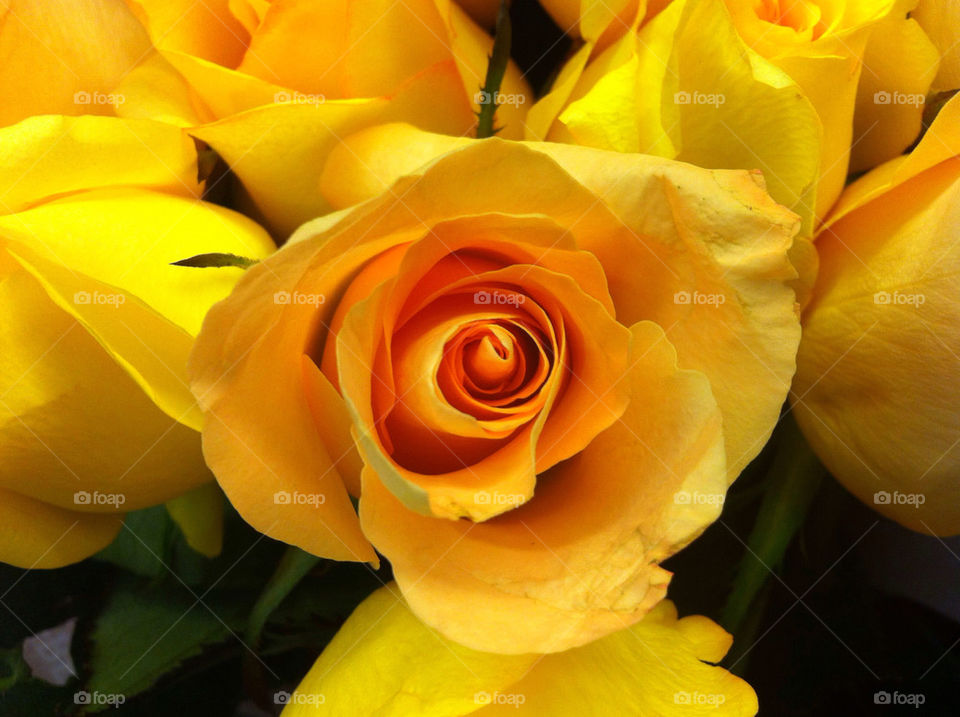 green flowers yellow nature by blackpearl079