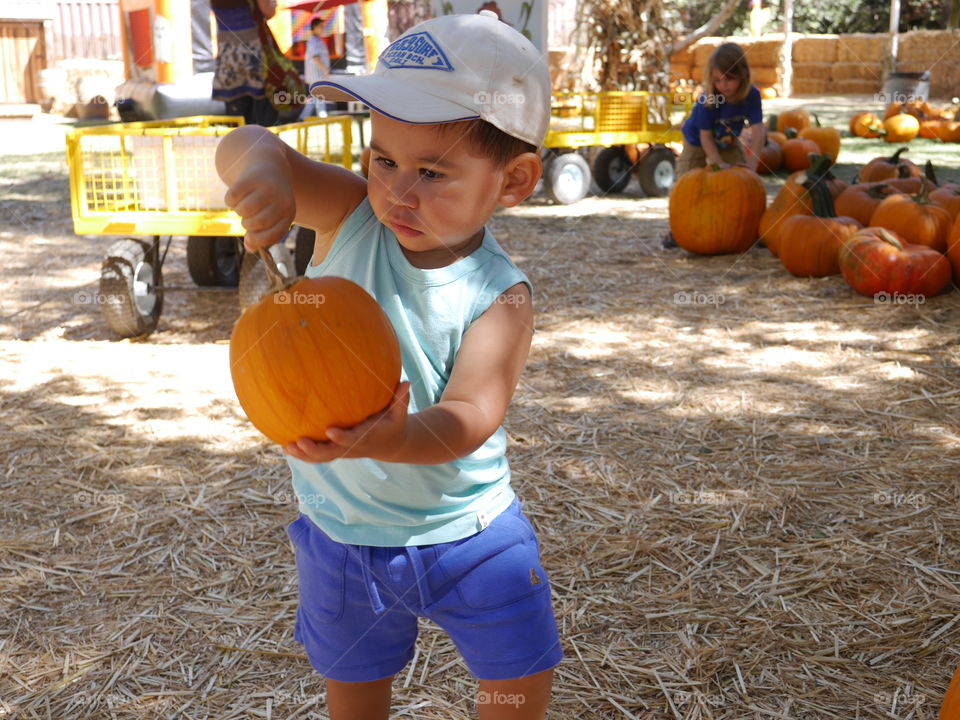 pumpkin patch