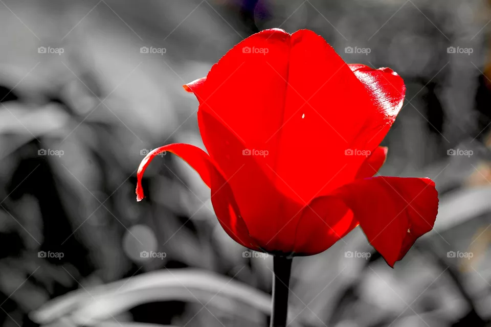 Red Romance 