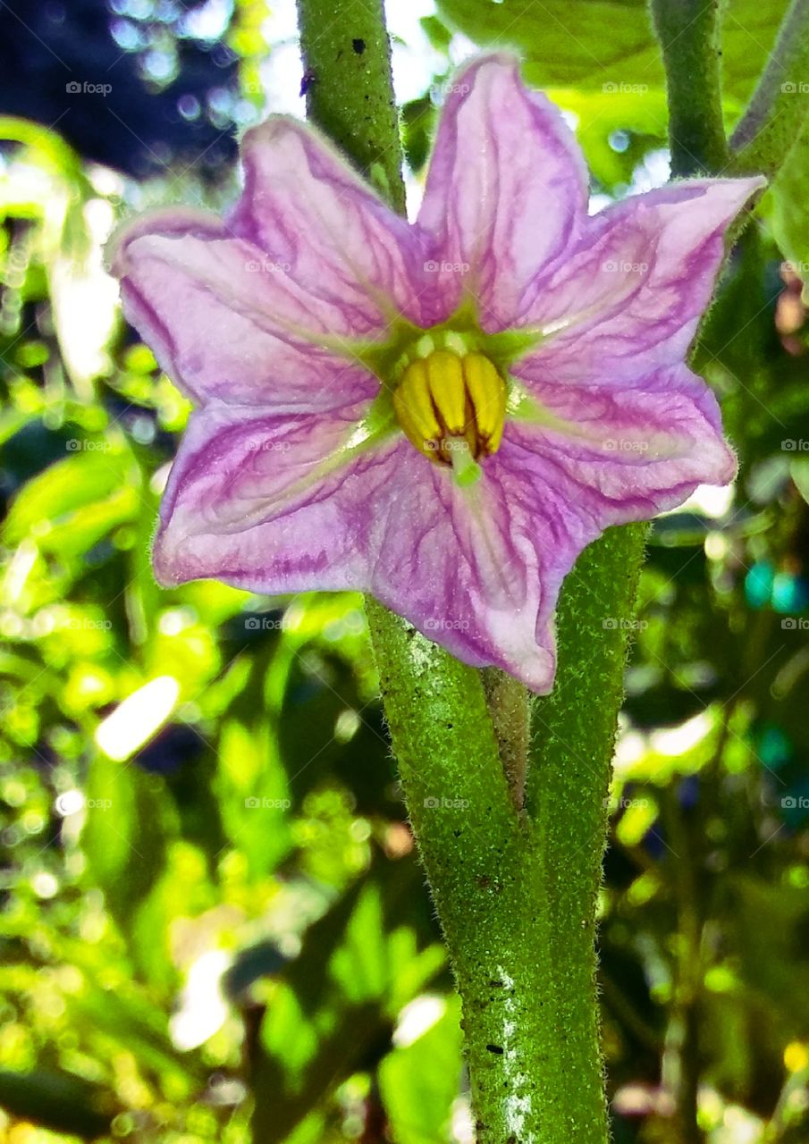 I had no idea that an eggplant came from such a pretty little flower.