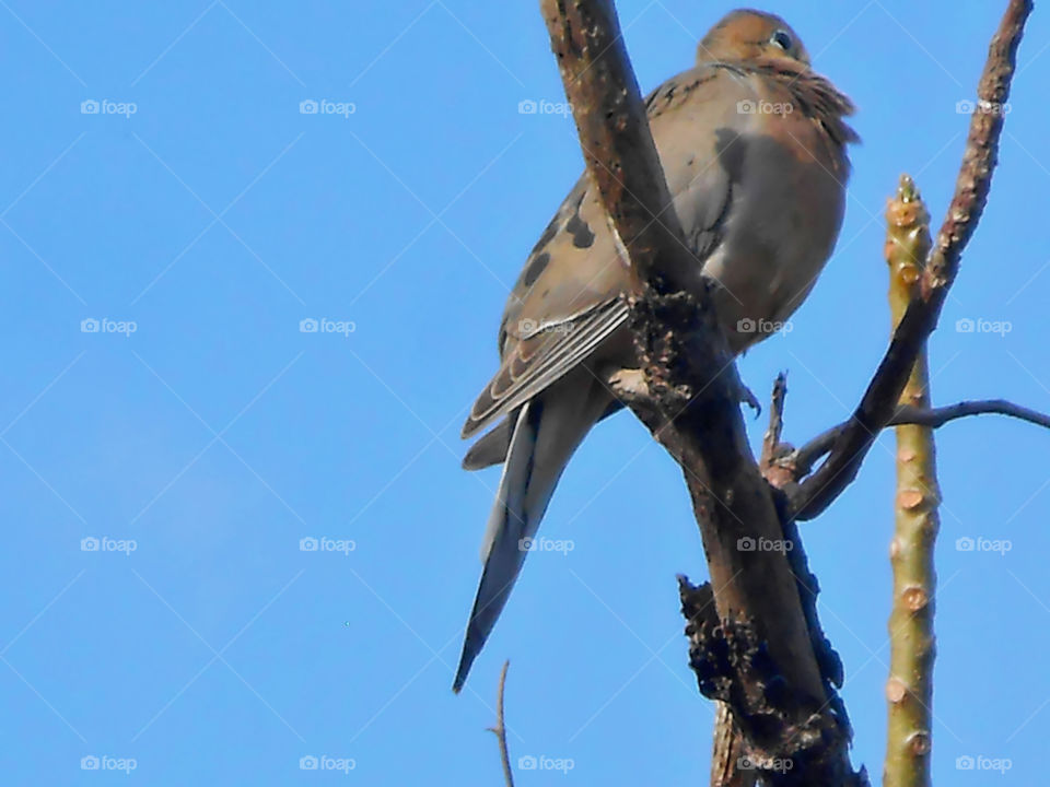 Dove on Dried Limb