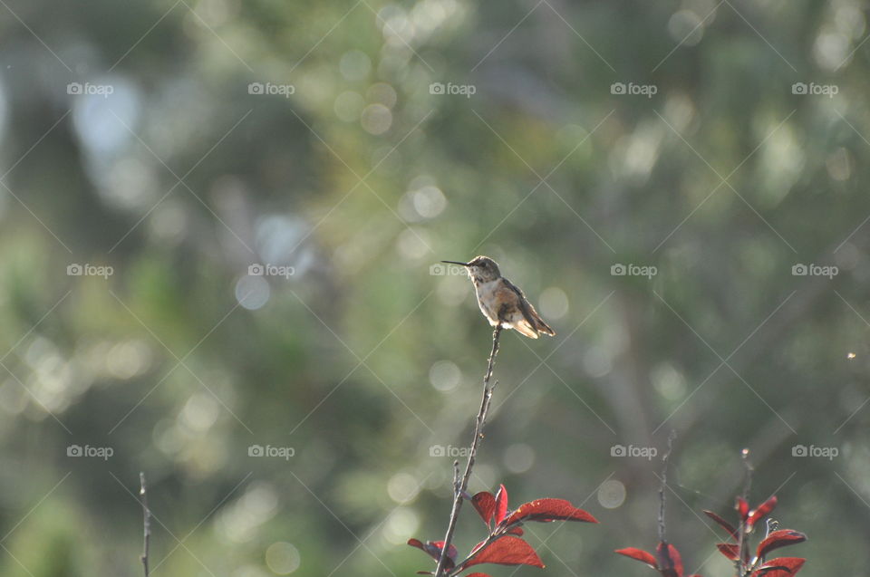 Resting hummingbird