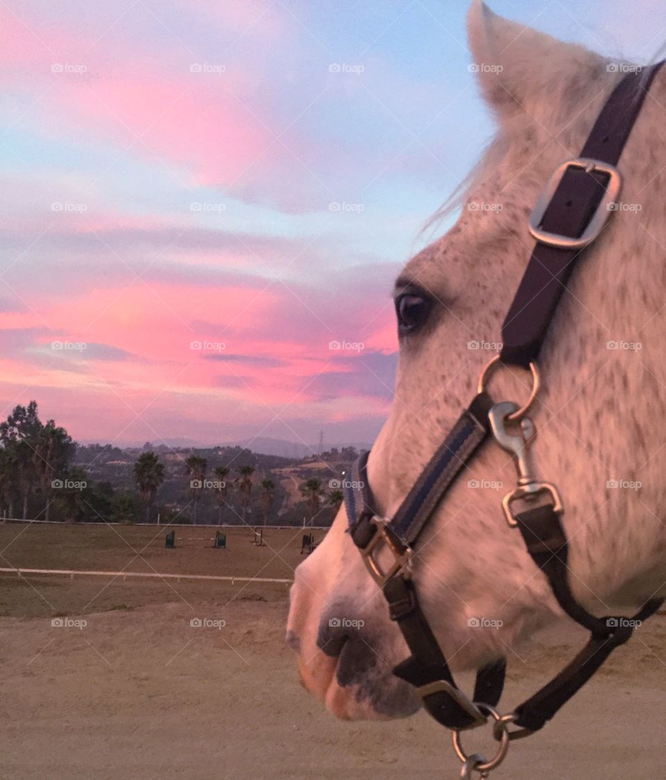 Close-up of a horse head at sunset