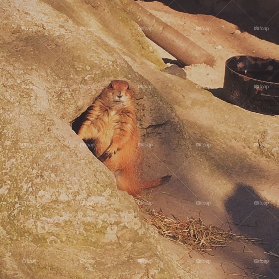 prairie dog