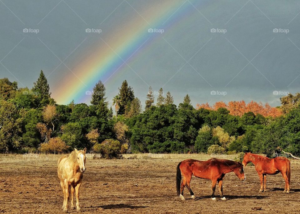 Horses And Rainbows