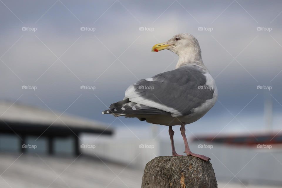 Seagull 