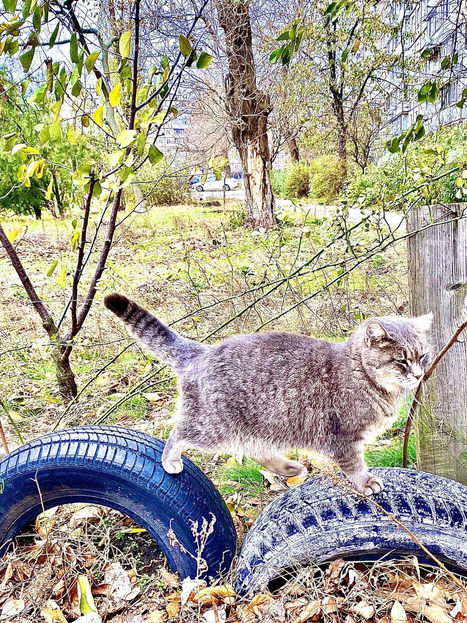 A cat on two wheels 