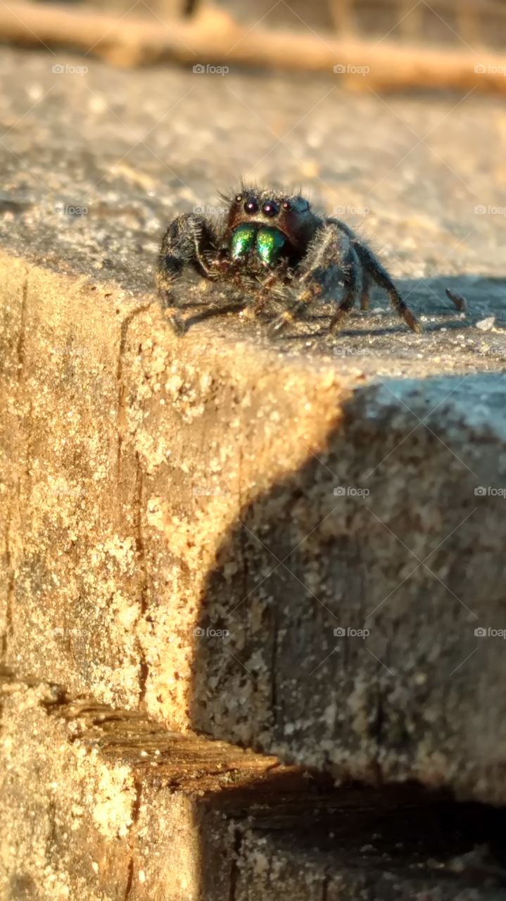 Insect, Nature, No Person, Invertebrate, Outdoors