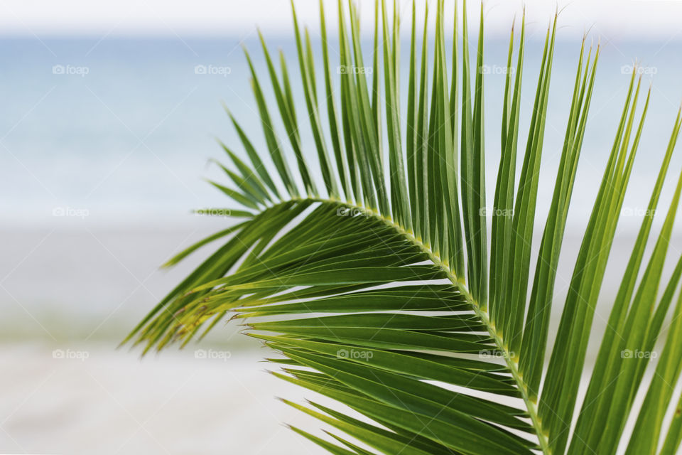 Giant vivid green palm tree leaf