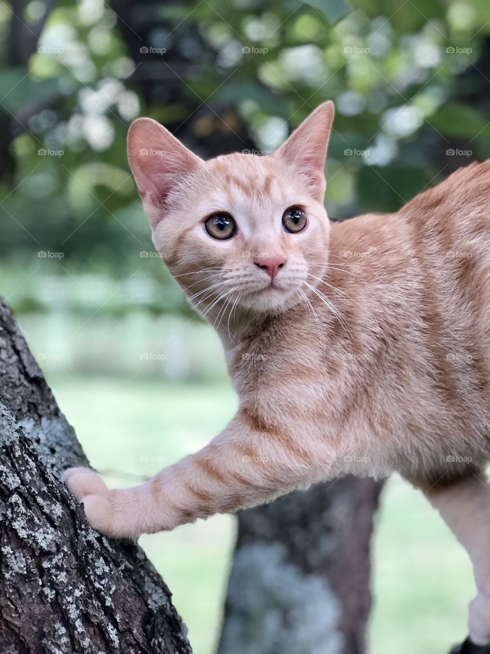 Ginger cat in tree looking over shoulder