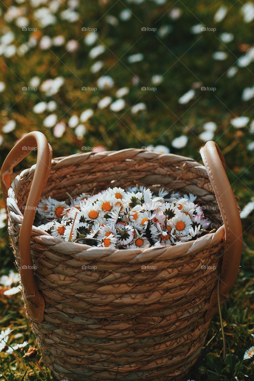 Gänseblümchen 