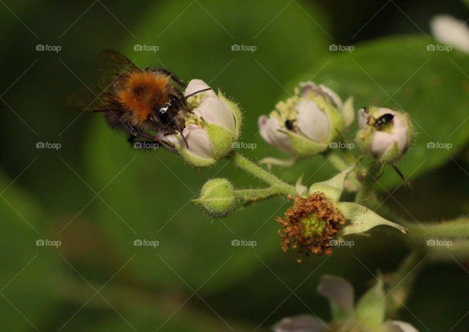 Bumblebee On Flower 