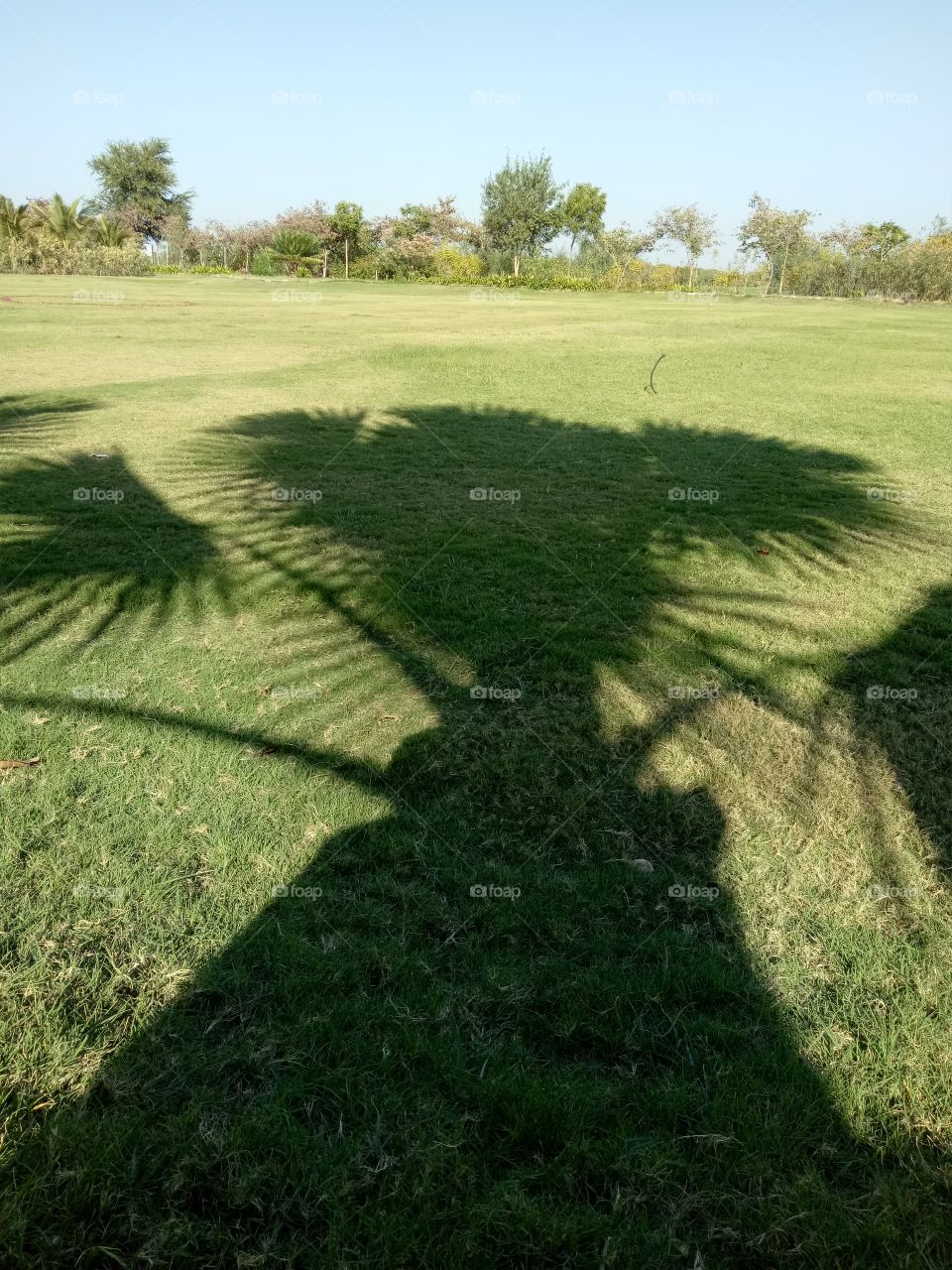 Tree shadow on grass