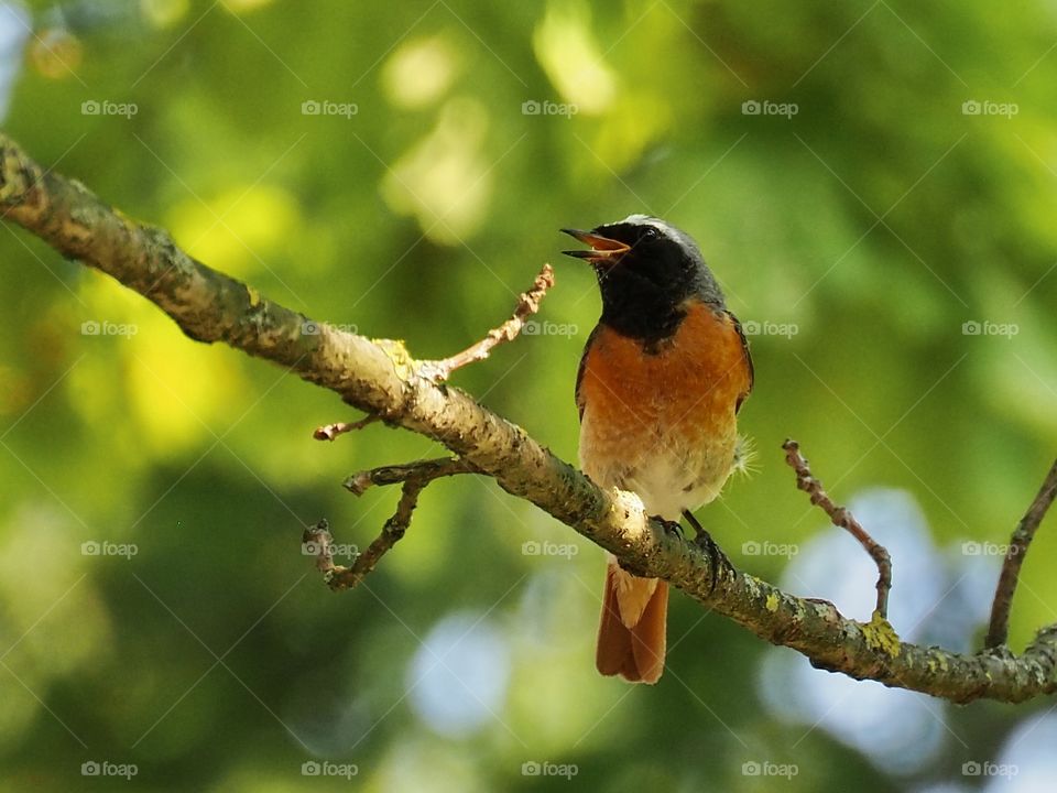 Redstart