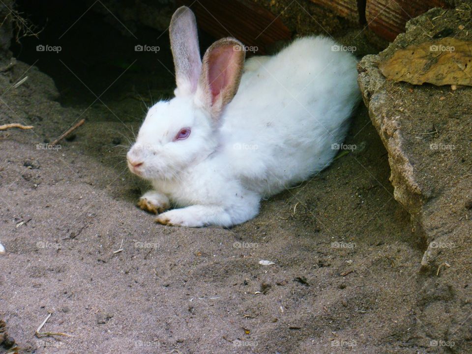 coelho albino