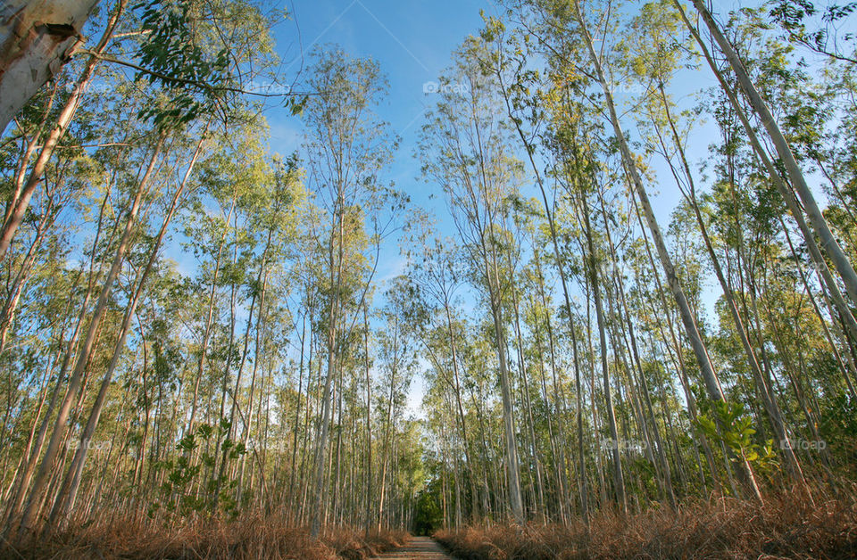 nature tree. pathway in the forest