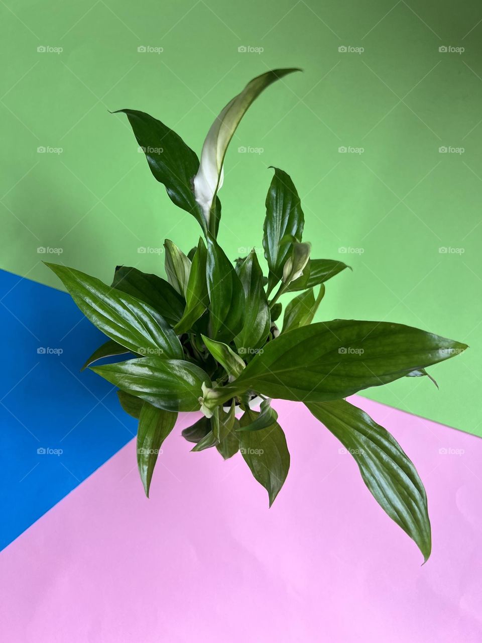 Top view of flowers in a pot