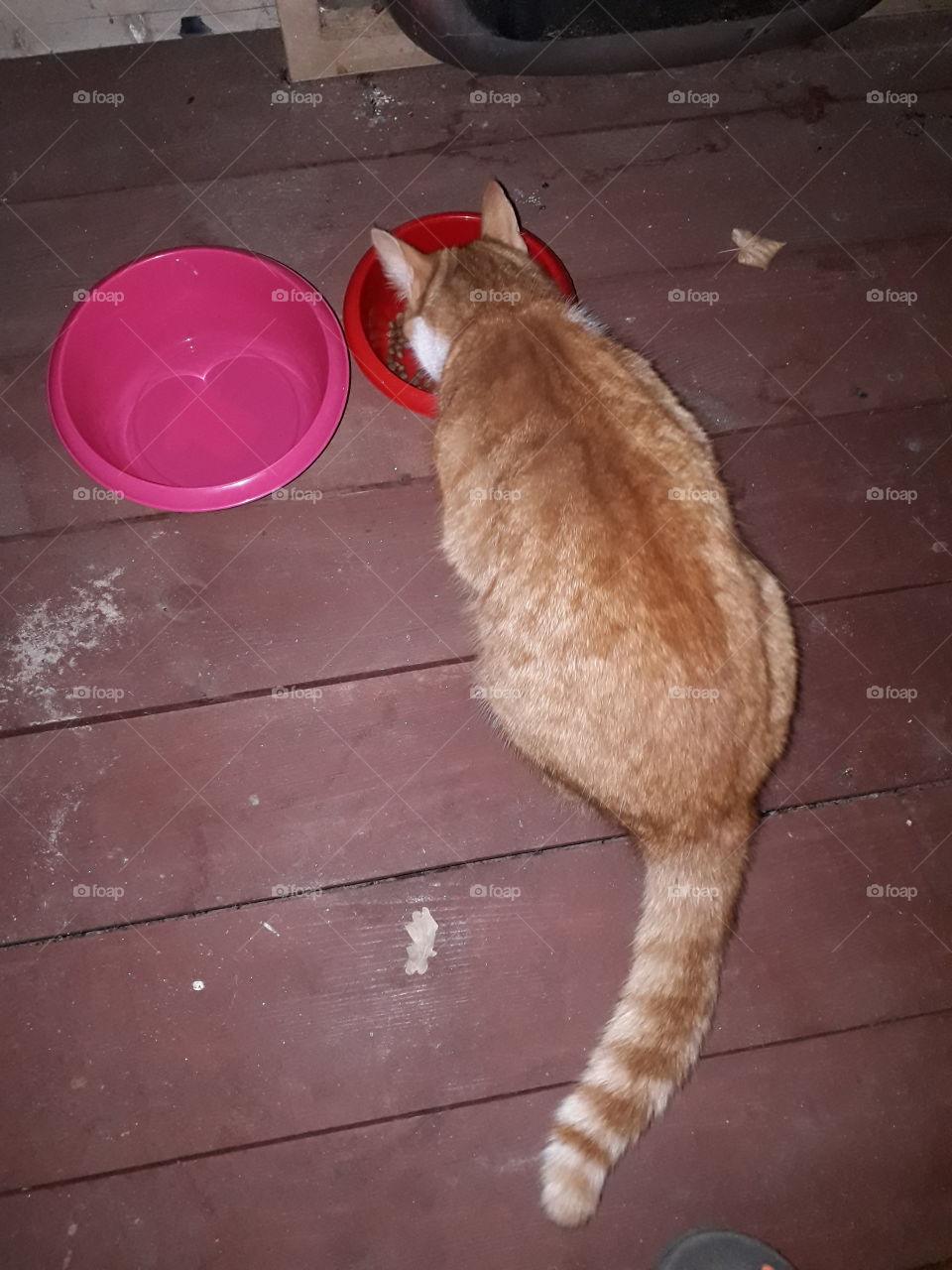 ginger cat eating