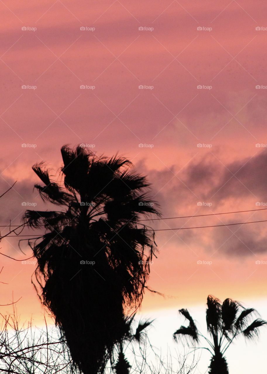 Sunset behind palm trees
