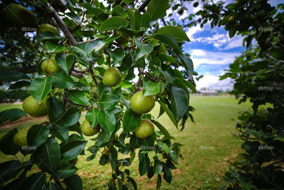 Pear on tree