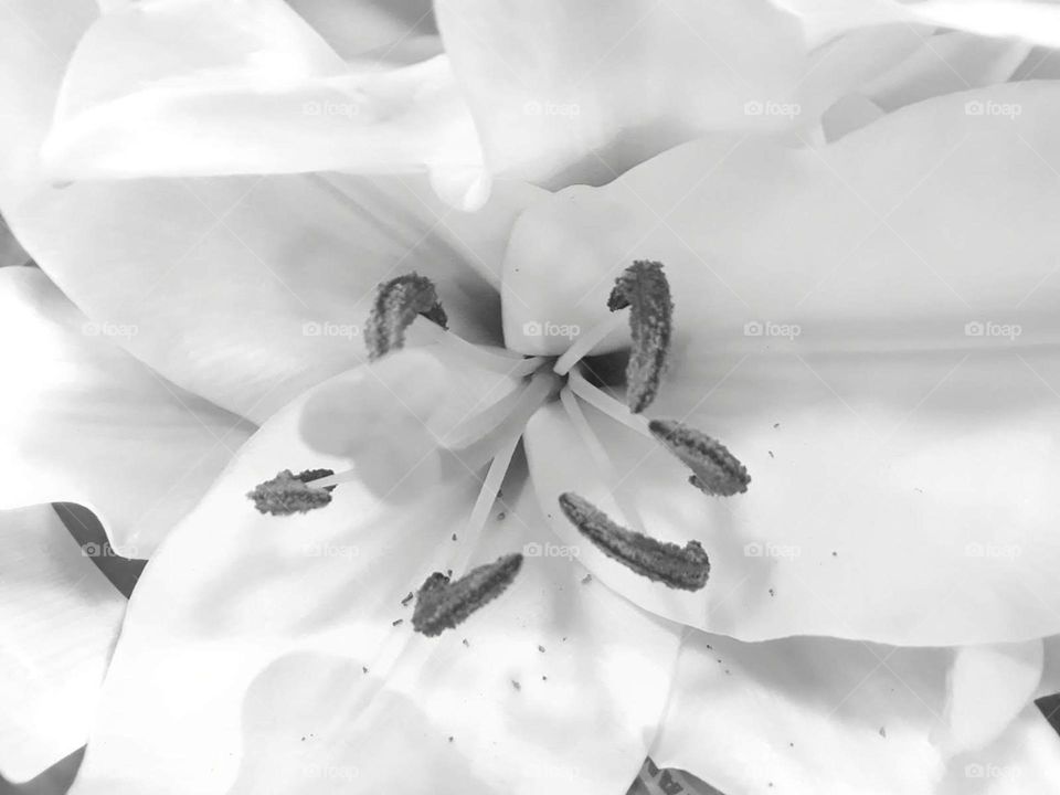 A macro shot of a white flower shot in black or white, growing and blooming in Central Florida.