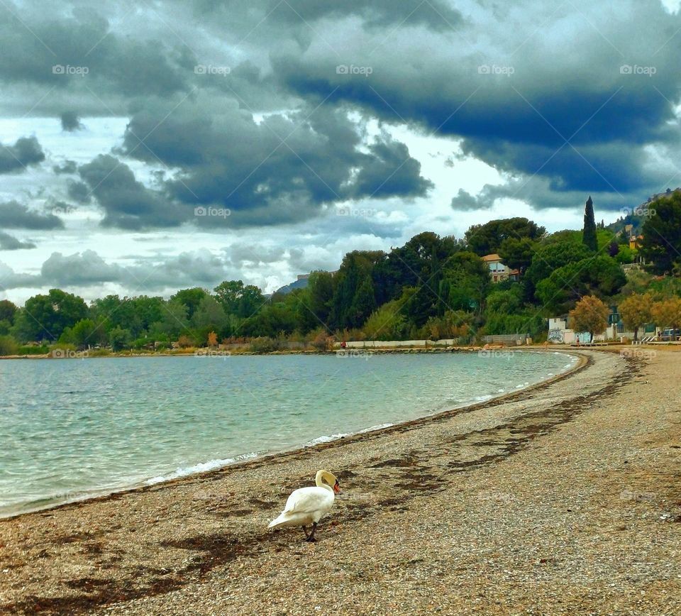 This photo depicts the Étang de Berre, featuring a peaceful shoreline with a swan strolling along the pebbly beach. The water appears calm with shades of blue and green. In the background, there is a lush landscape with dense trees and a few houses.