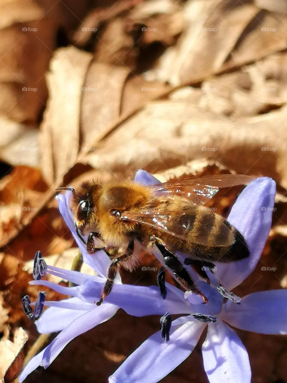 Bee on the flower